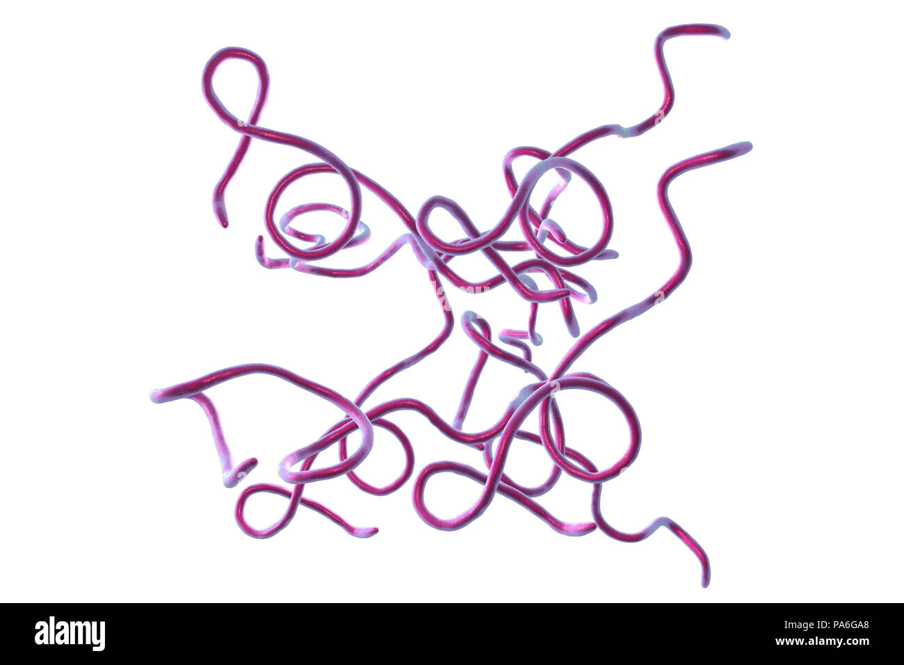 La malattia di Lyme batteri. Computer illustrazione di Borrelia burgdorferi batteri, la causa della malattia di Lyme negli esseri umani. Questi a forma di spirale spirochaete batteri vengono trasmesse agli esseri umani da punture di zecche, comunemente Ixodes ricinus in Europa e Ixodes pacificus in Nord America. Le zecche possono infestare cani domestici. I sintomi della malattia di Lyme includono lesioni cutanee, dolore muscolare, disturbi neurologici e alterazioni cardiache e artrite. Trattamento include il trattamento antibiotico e corticosteroide. Foto Stock