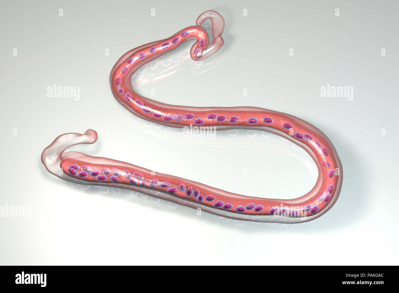 Computer illustrazione di Brugia malayi, parassita di un verme nematode e causa di umana filariasi linfatica (Elephantiasis). Brugia malayi è uno dei cinque tipi di verme nematode che causa la filariosi umana. Essi sono distribuiti da sangue- aspirare gli insetti. Il worm quindi invadere l'umano del sistema linfatico per produrre migliaia di larve che si diffondono in tutto il corpo. Foto Stock