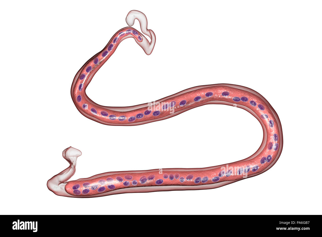 Loa loa worm, illustrazione del computer. Loa loa worm è un nematode parassita che vive al di sotto della pelle umana, provocando una forma di filariasis chiamato loiasis. Il worm si diffondono da bloodsucking Chrysops vola in Africa tropicale e raggiungere 3-7cm quando è maturo. Illustrazione mostra diagnostica caratteristiche morfologiche di Loa loa, è rivestito, e ha nuclei che si estende verso la punta della coda. Foto Stock