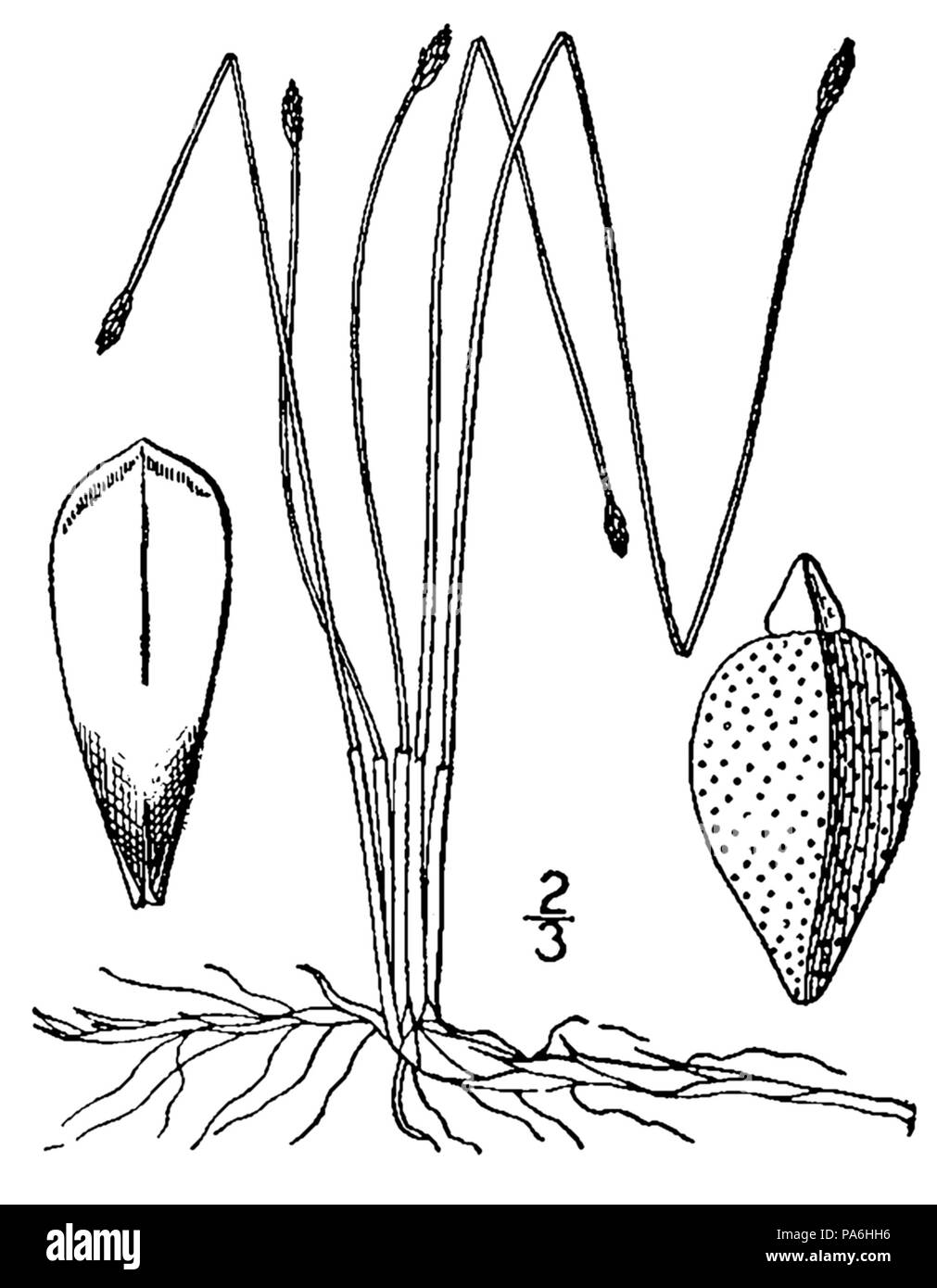 613 Eleocharis tenuis BB-1913 Foto Stock