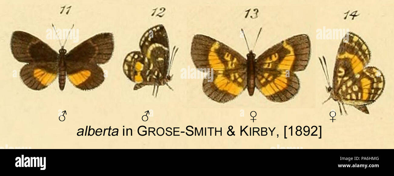 109 Alberta inGSK1892 Foto Stock