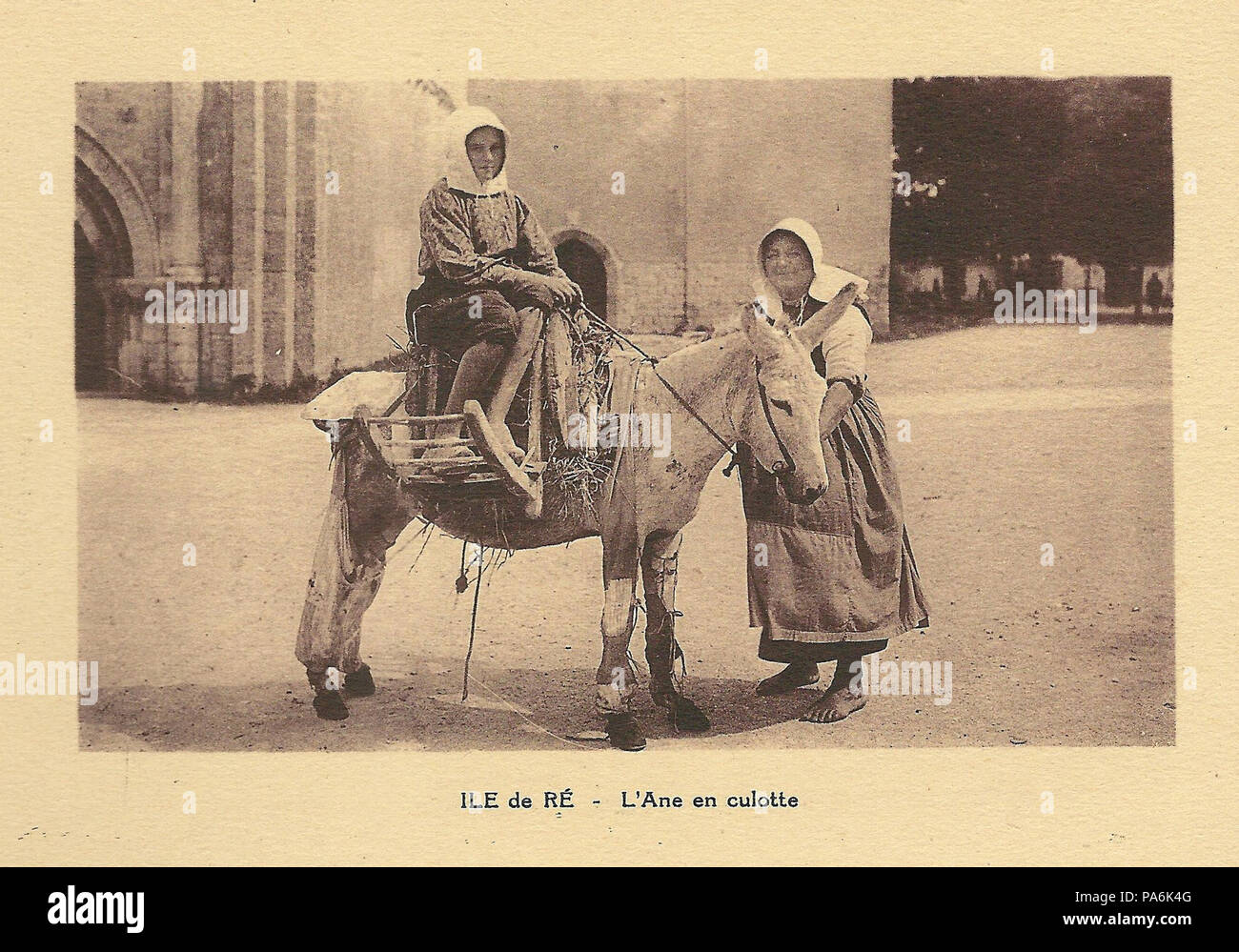 338 île de Ré-FR-17-âne en culotte Foto Stock