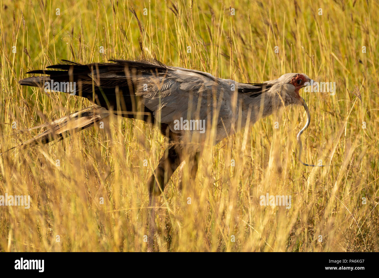 Segretario bird mangiare un serpente nel Masai Mara in Kenya Foto Stock