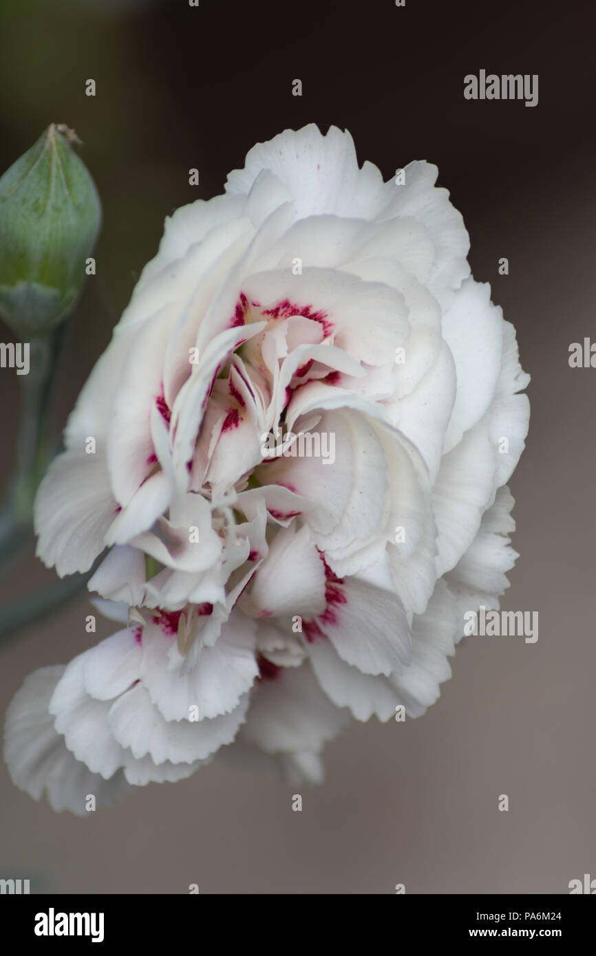 Close Up chiuso Rose Foto Stock