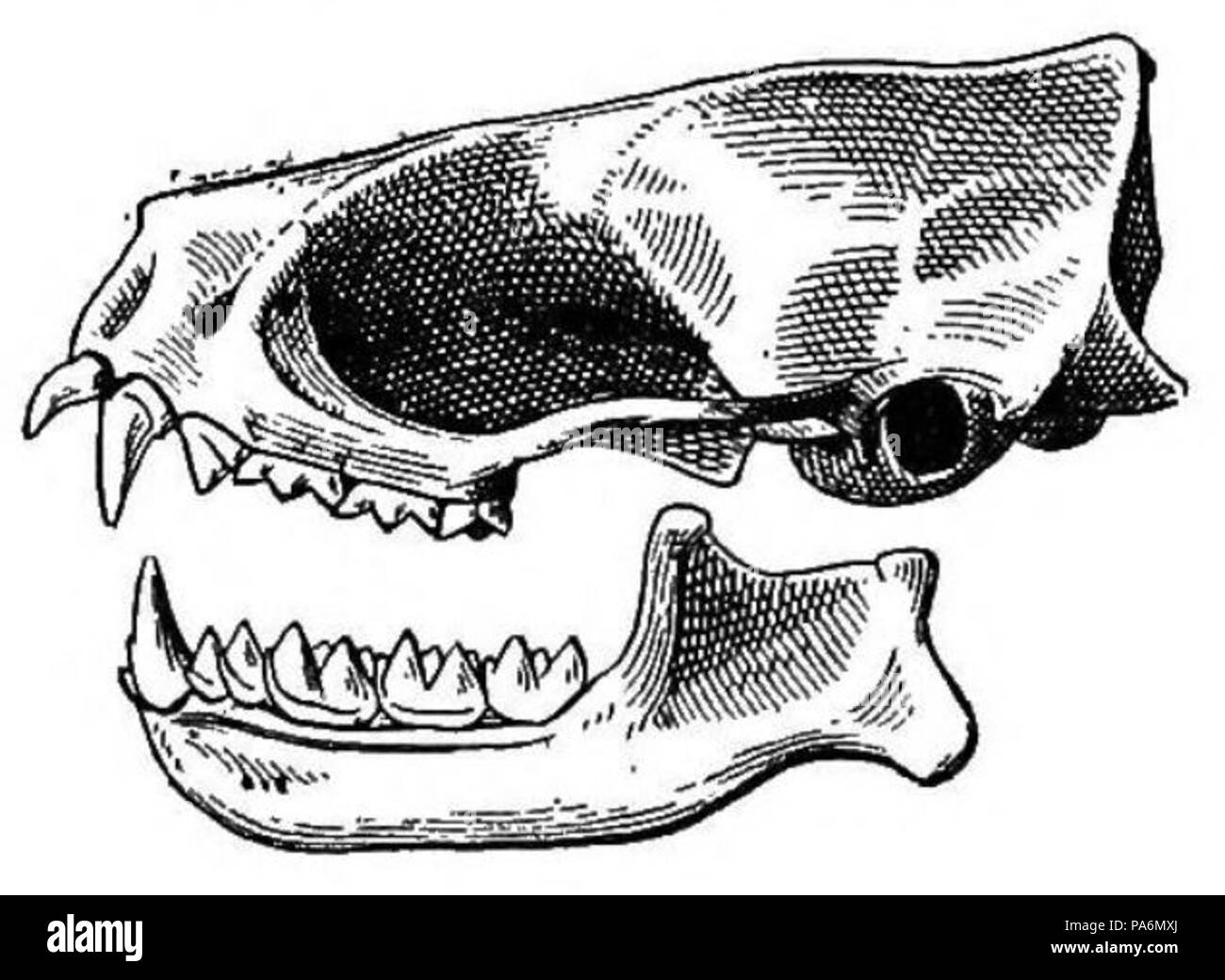 363 Cynomops planirostris cranio Foto Stock
