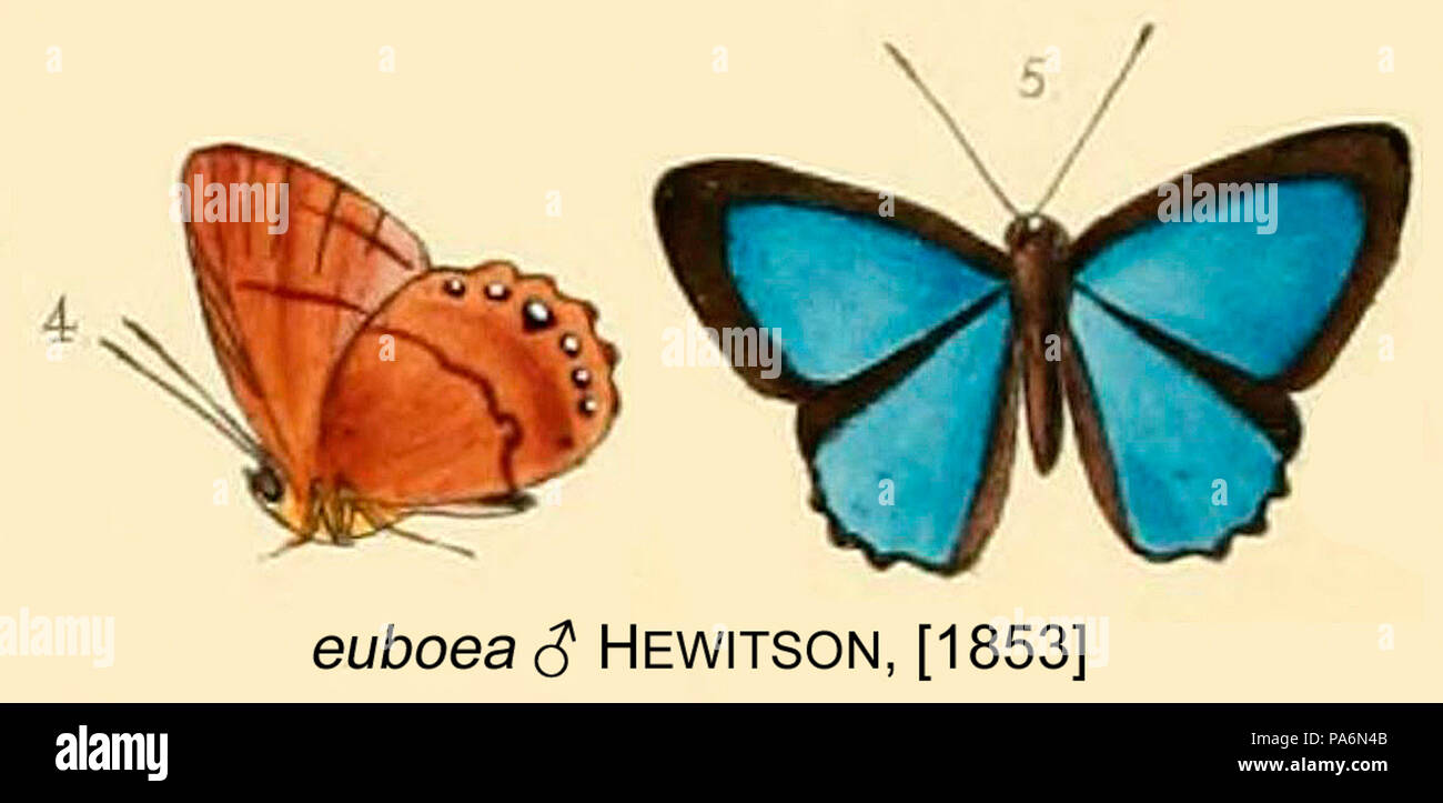 629 EuboeaHewitson1853OD Foto Stock