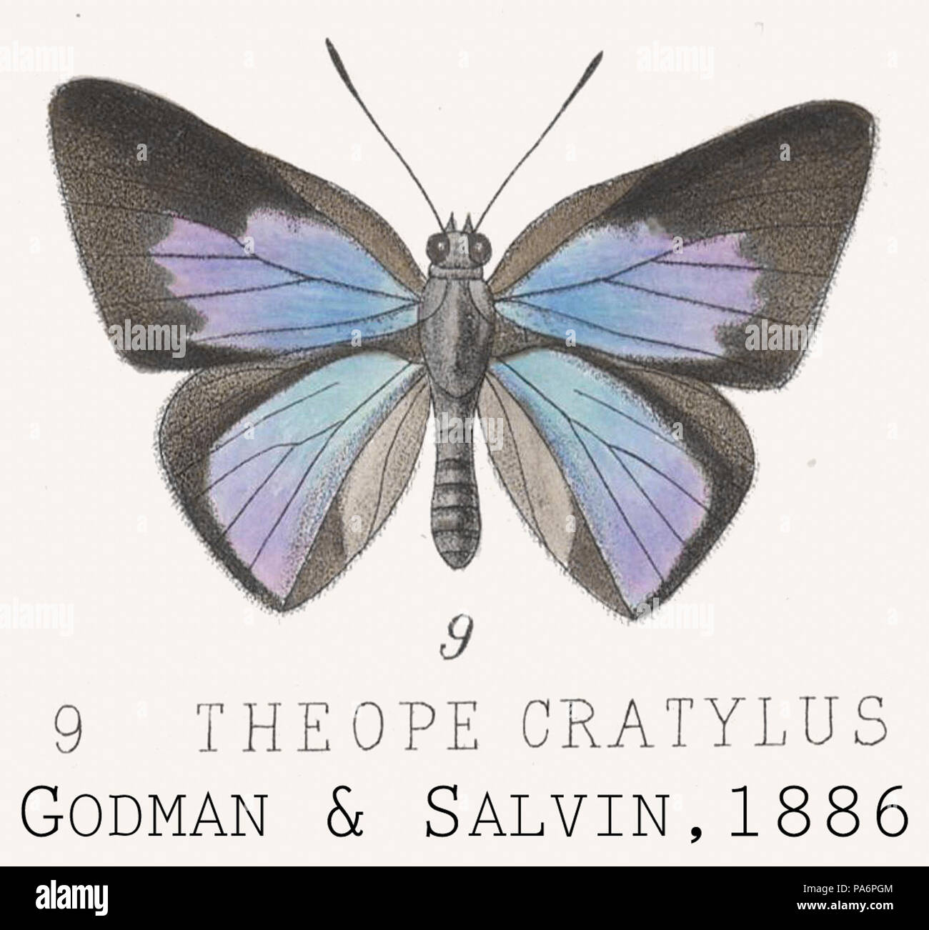 356 CratylusGodmanSalvin1886OD Foto Stock 356 CratylusGodmanSalvin1886OD Foto Stock