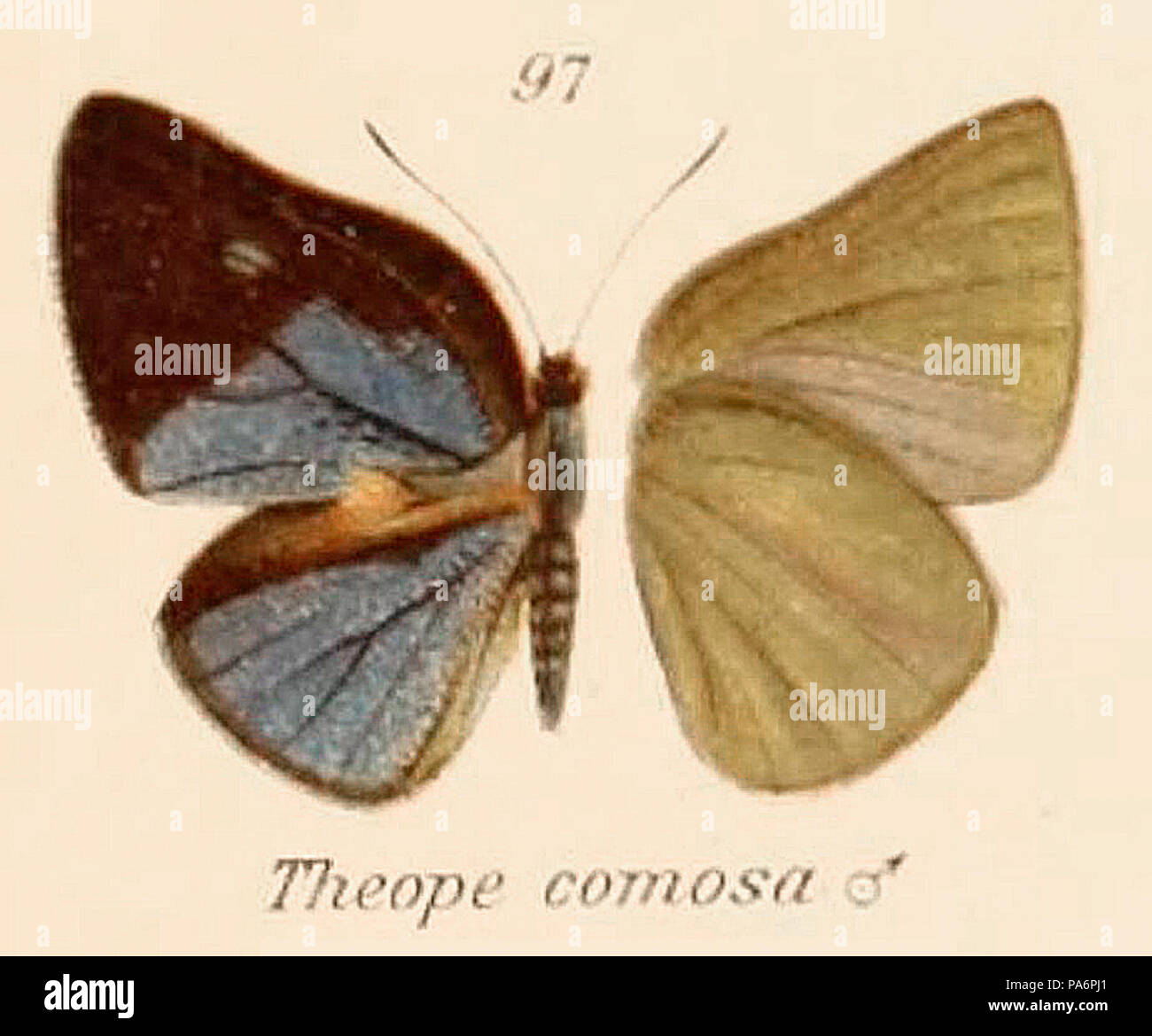 341 ComosaStichel1911OD Foto Stock