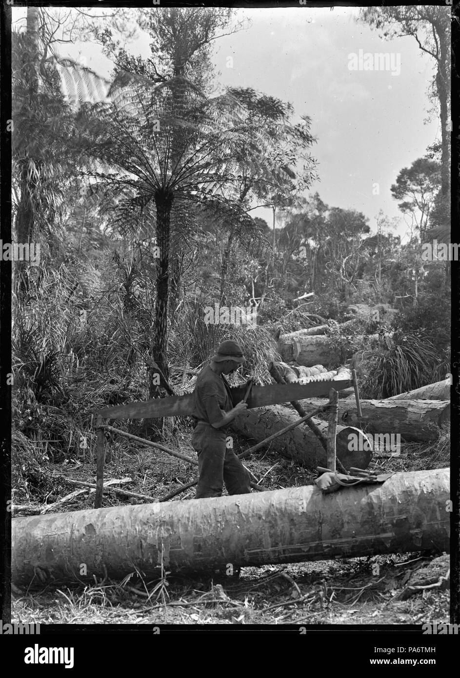9 una boccola vide medico affilatura di una sezionatrice trasversale per l'uso nella registrazione, nei pressi di Piha. ATLIB 283182 Foto Stock