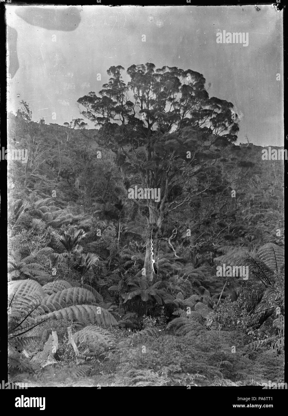 9 un albero kauri circondato da macchia nativa, vicino Piha. ATLIB 283203 Foto Stock