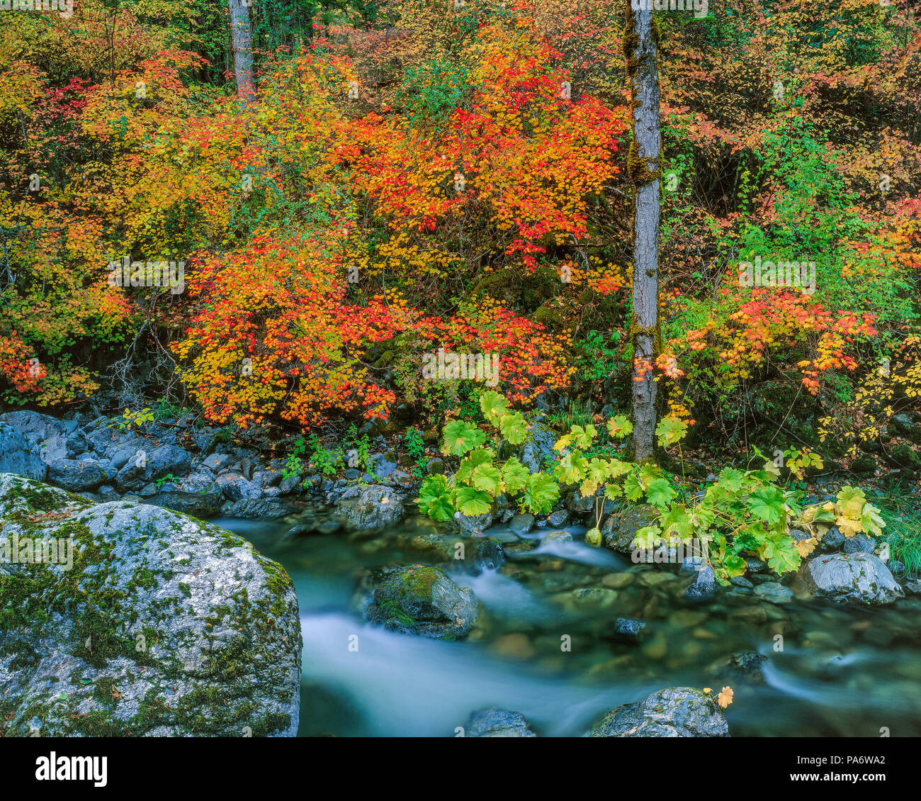 In autunno, Stuart Creek, Trinità Alpi deserto Shasta-Trinity National Forest, California Foto Stock