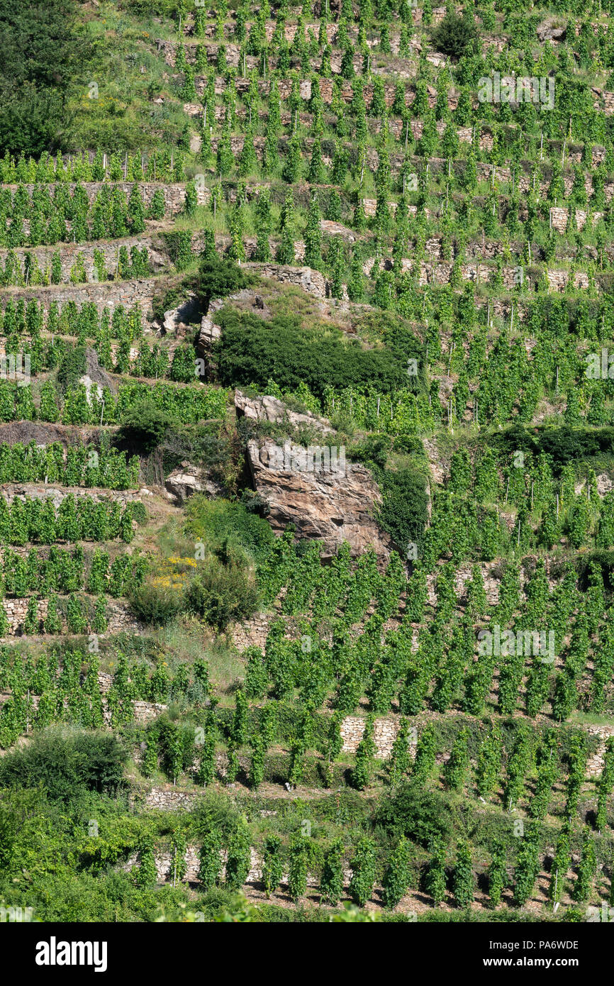 Vigneti della Côte-Rôtie a Ampuis, Rhône, Francia Foto Stock