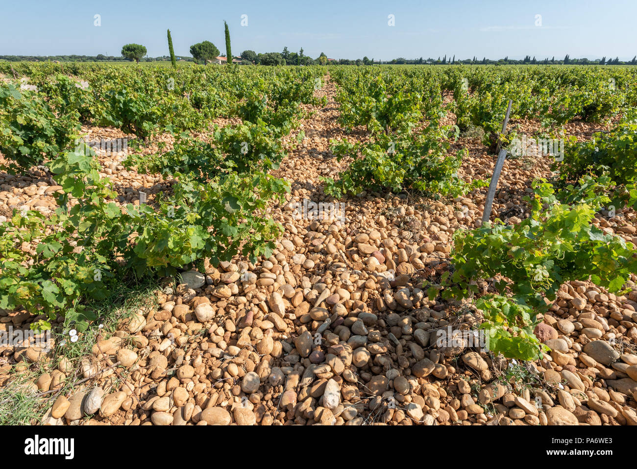 Gobelet-vigneti a Beaucastel, Châteauneuf-du-Pape, Vaucluse Francia Foto Stock