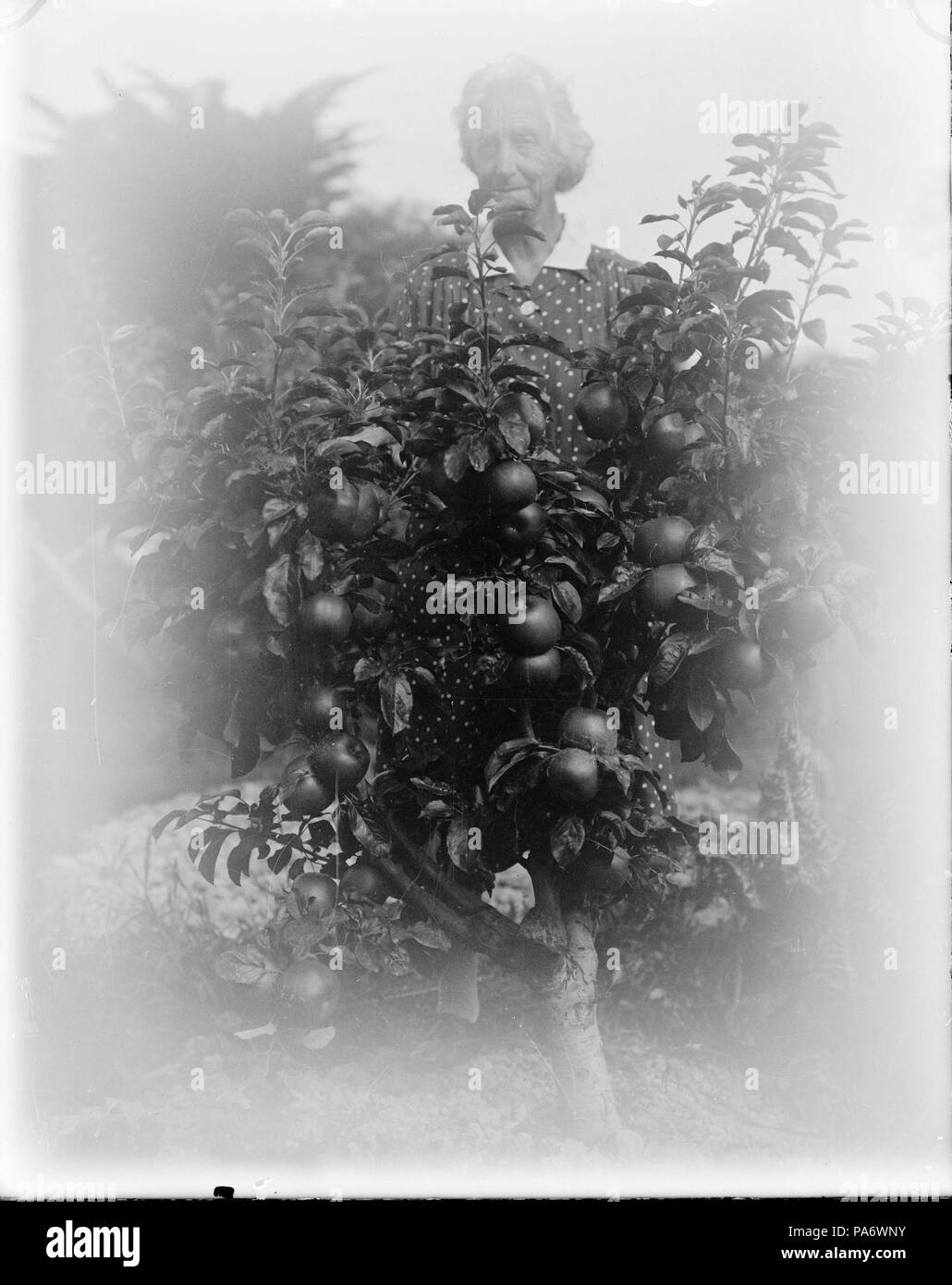 18 Una donna più anziana (eventualmente Laura Godber) parzialmente nascosta dietro ad un albero di mele ATLIB 314082 Foto Stock