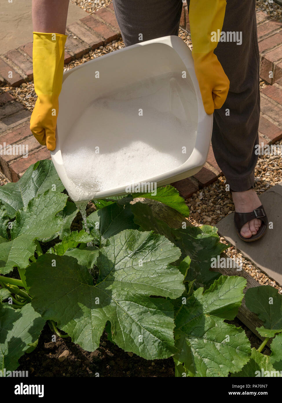 Melton Mowbray, Regno Unito. Il 20 luglio 2018. Il Regno Unito continua canicola estiva e richieste da Severn Trent acqua per i consumatori a risparmiare acqua porta giardinieri di acqua nei loro giardini mediante lavaggio fino (grigio) acqua. Melton Mowbray, Leicestershire, Regno Unito. Photimageon/Alamy Live News Foto Stock