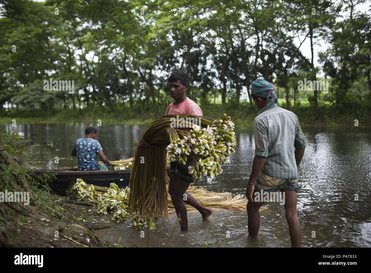 Dacca in Bangladesh. 21 Luglio, 2018. Dacca in Bangladesh - IL 21 LUGLIO : popolo del Bangladesh di acqua di processo lily a vendere nel mercato vicino a Dhaka, nel Bangladesh il 21 luglio 2018.quasi i tre quarti della popolazione vive in zone rurali. Le famiglie nelle zone rurali del Bangladesh si basano principalmente su agricoltura, pollame e la pesca per il loro reddito quotidiano.Al Summit sullo Sviluppo sostenibile il 25 settembre, 2015, Credit: ZUMA Press, Inc./Alamy Live News Foto Stock