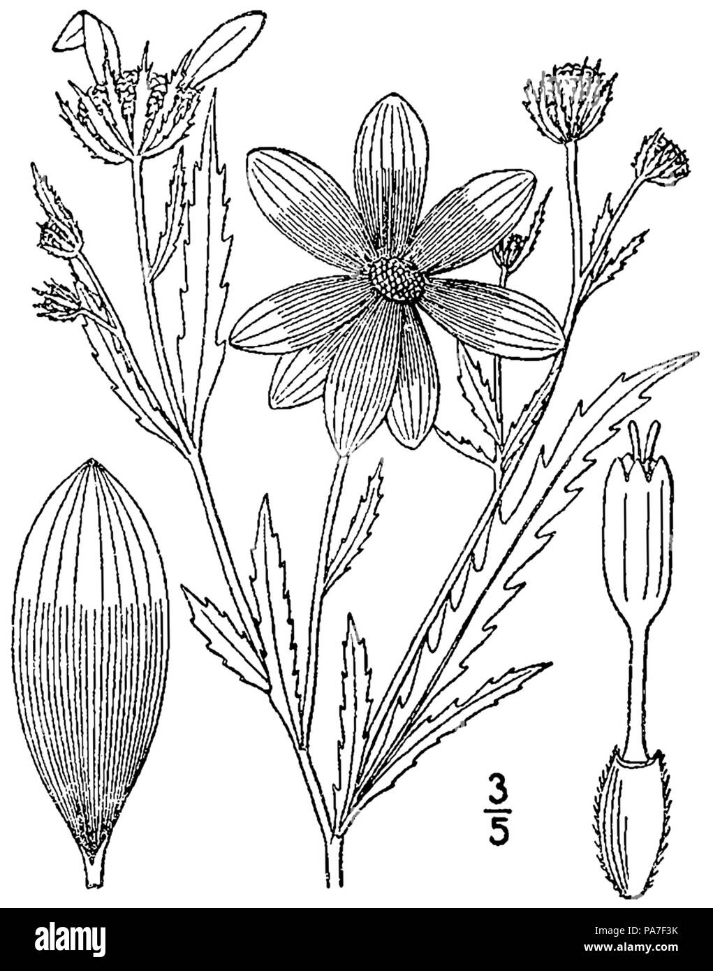 201 Bidens aristosa BB-1913 Foto Stock