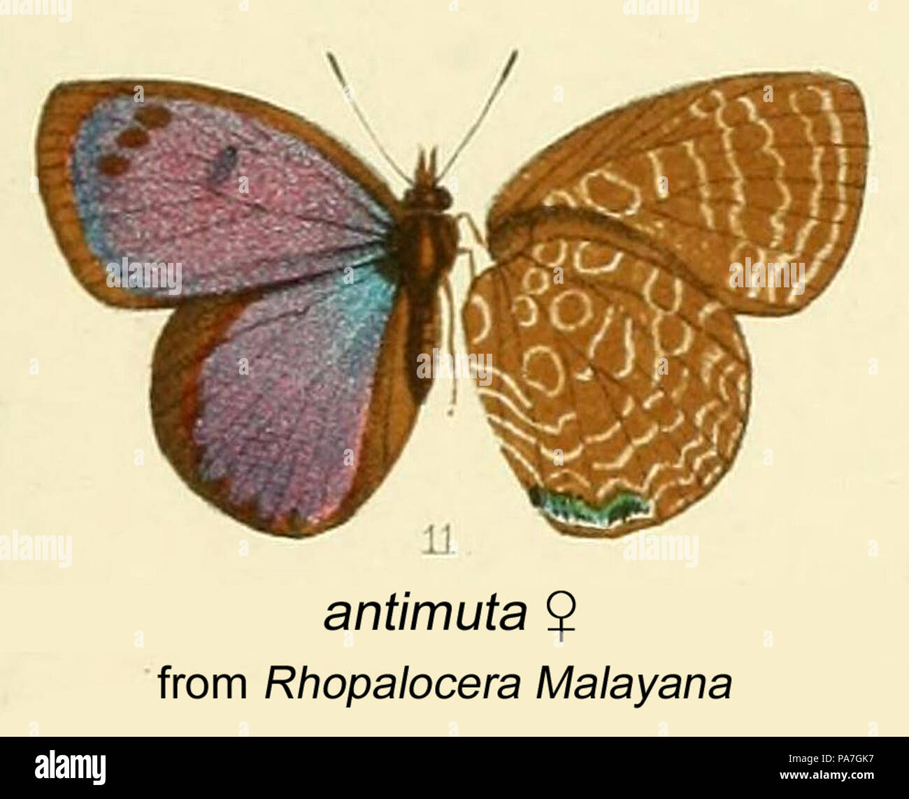 141 Antimuta inDistantRhopMalay Foto Stock