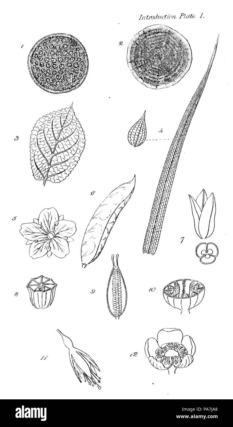 249 British fiori selvatici - Introduzione la piastra 1 Foto Stock