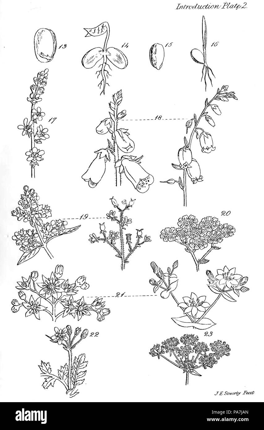 249 British fiori selvatici - Introduzione La piastra 2 Foto Stock