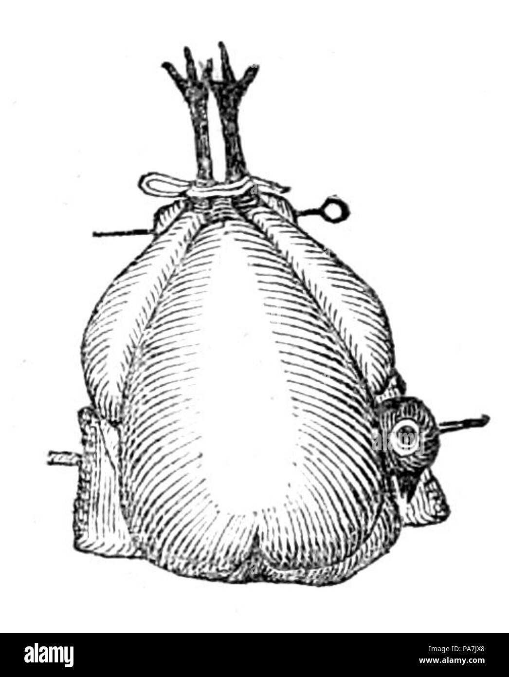 621 governante inglese Fagiano Foto Stock