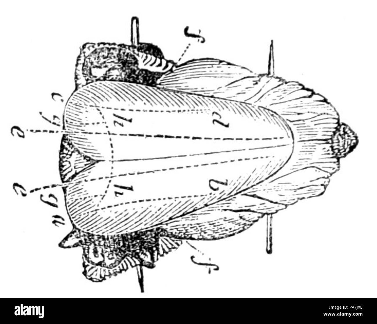 621 governante inglese Turchia bollire Foto Stock