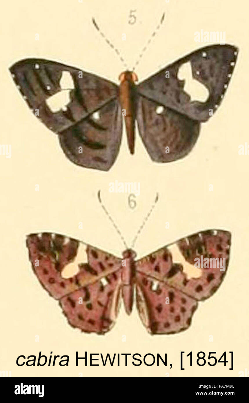 265 CabiraHewitson1854OD Foto Stock