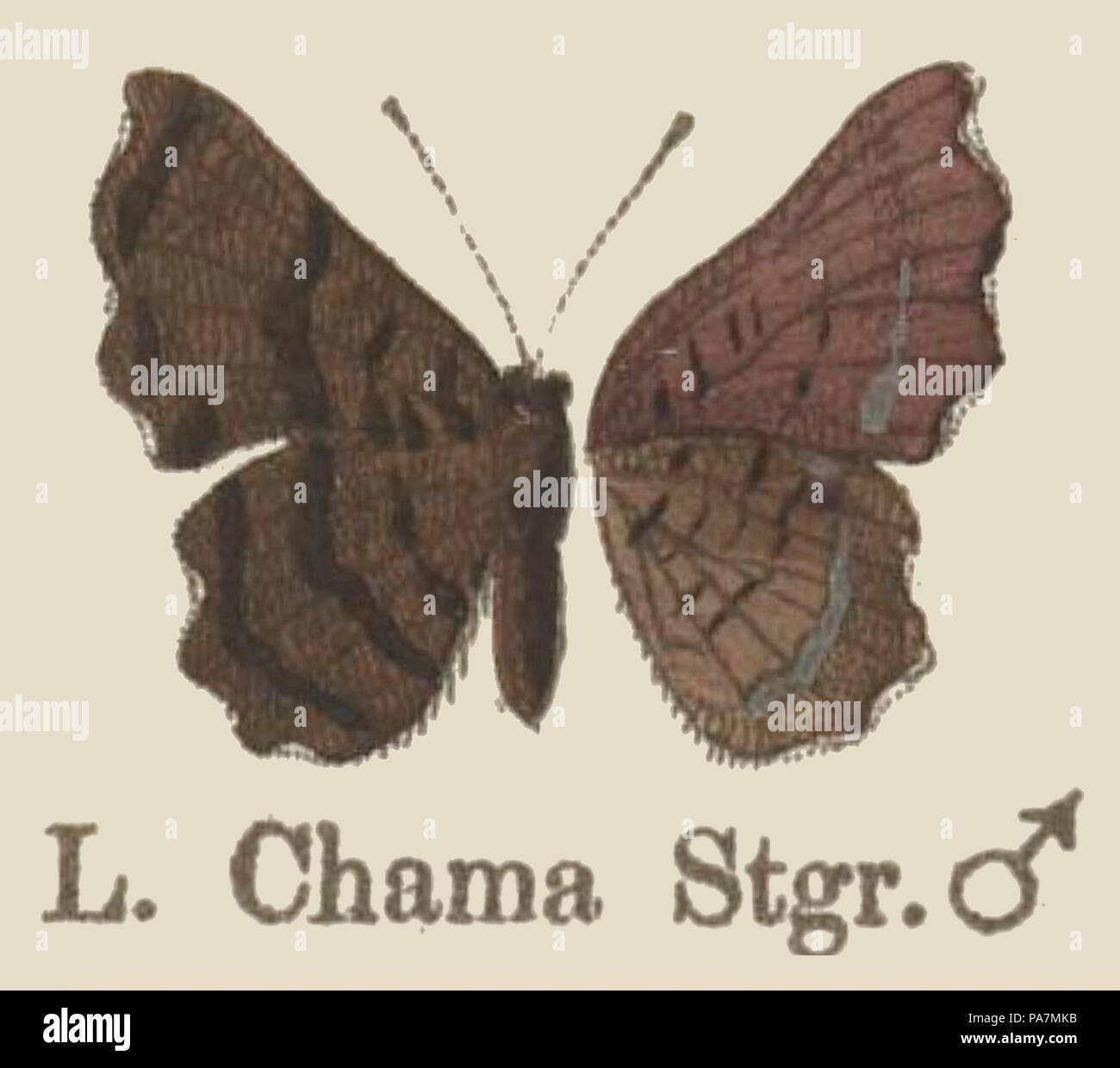 295 ChamaStaudinger1887OD Foto Stock