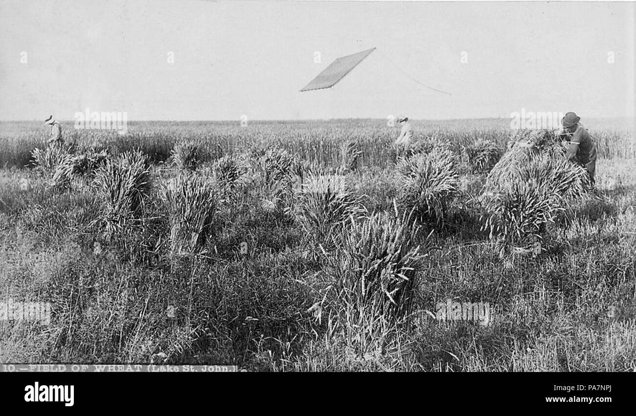 645 Campo di grano, Lago Saint-John Foto Stock