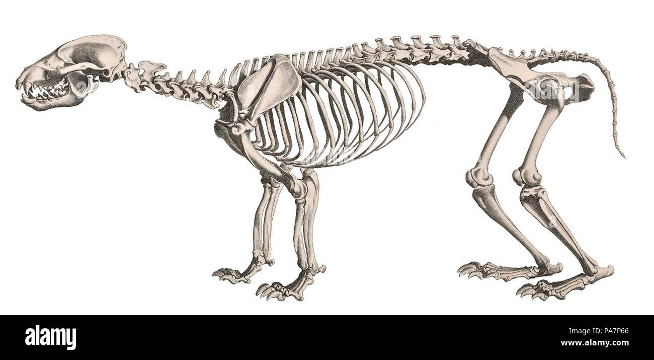532 Die vergleichende Osteologie (1821) Taxidea taxus (sfondo bianco) Foto Stock