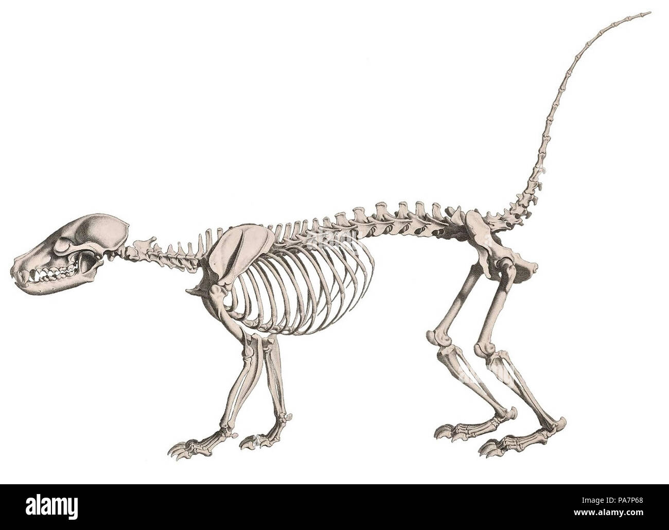 532 Die vergleichende Osteologie (1821) Nasua nasua (sfondo bianco) Foto Stock