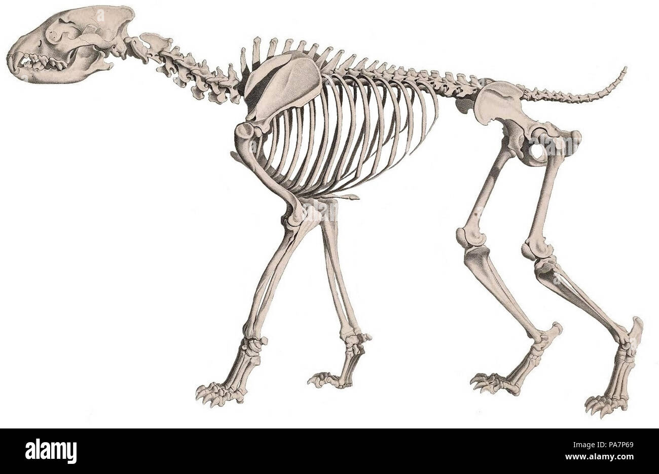 532 Die vergleichende Osteologie (1821) Hyaena hyaena (sfondo bianco) Foto Stock