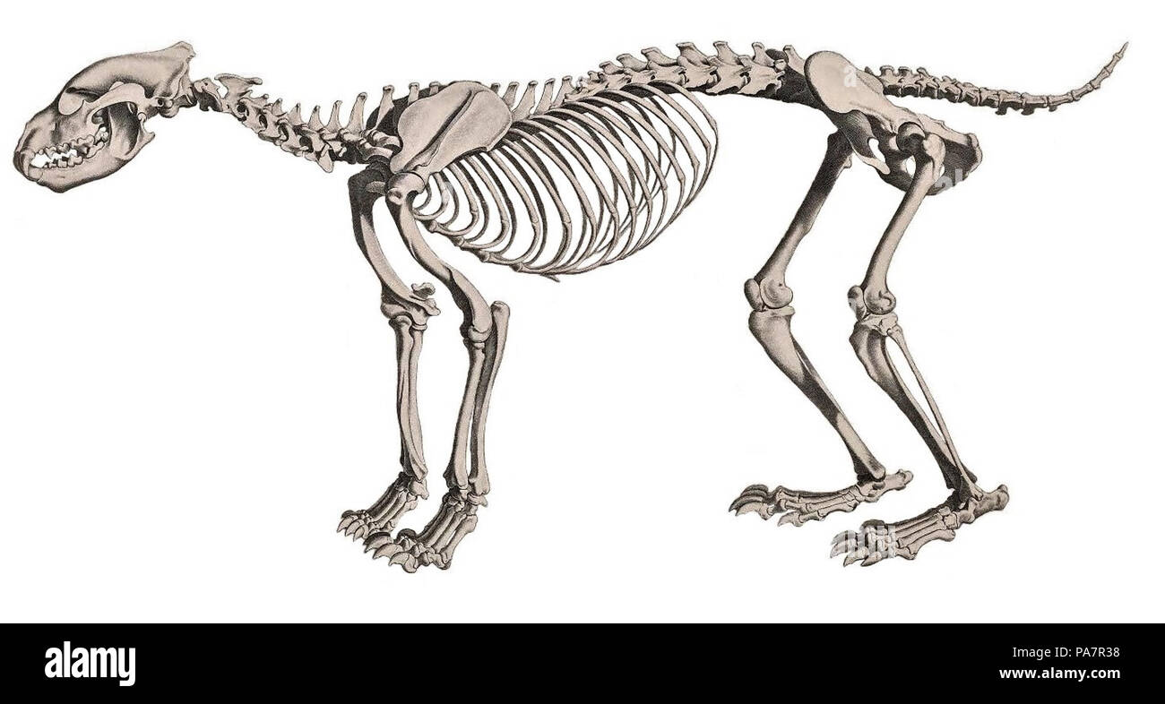 532 Die vergleichende Osteologie (1821) Gulo gulo (sfondo bianco) Foto Stock