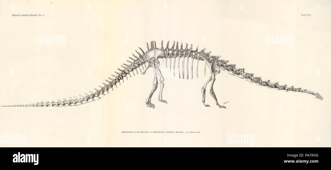 579 Diplodocus Carnegii litografia Foto Stock