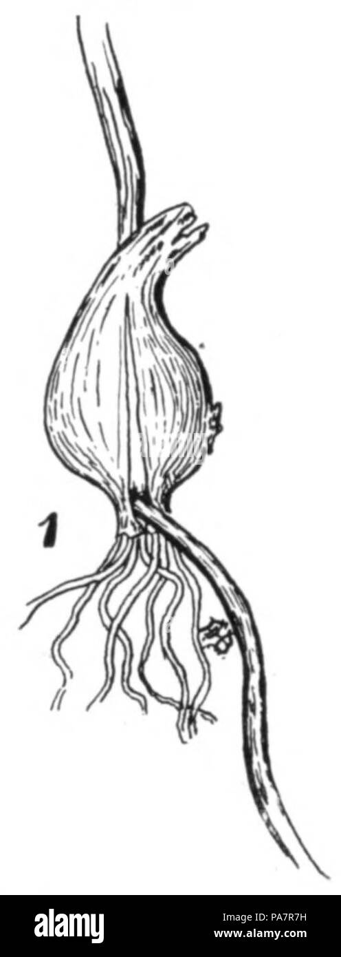 91 Un tulipano CON UN RUNNER -Fig 1 Foto Stock