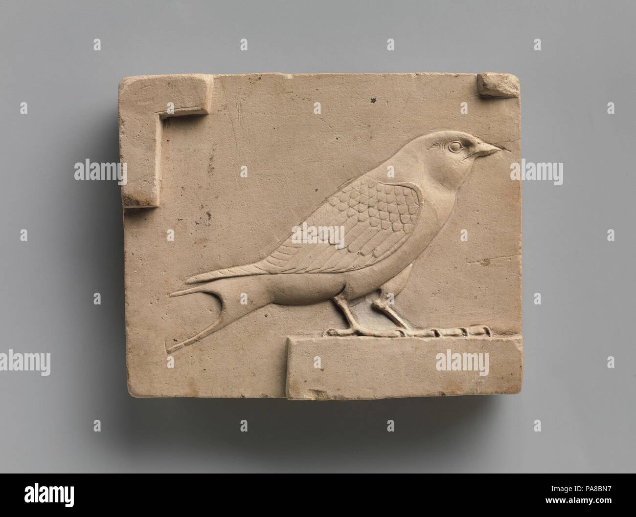 Swallow Like Immagini E Fotos Stock Alamy