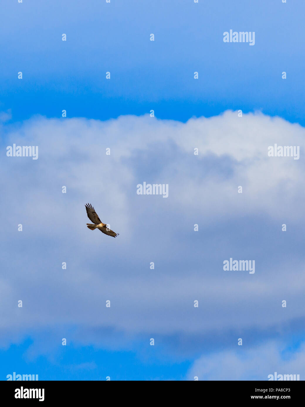 Red tailed hawk soaring senza sforzo contro un banco di nuvole Foto Stock