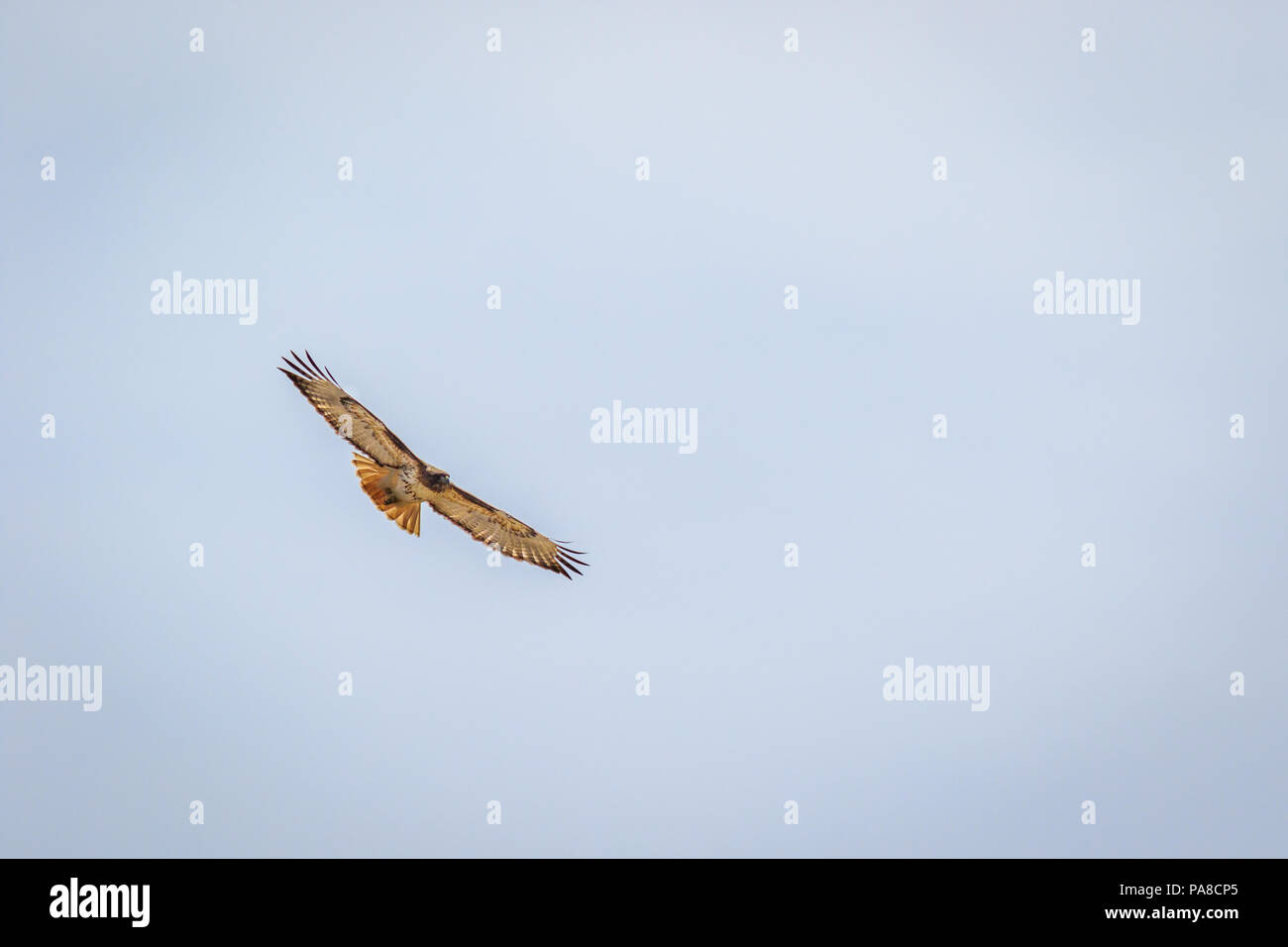 Red tailed hawk soaring dritto dritto a voi contro il cielo nuvoloso Foto Stock