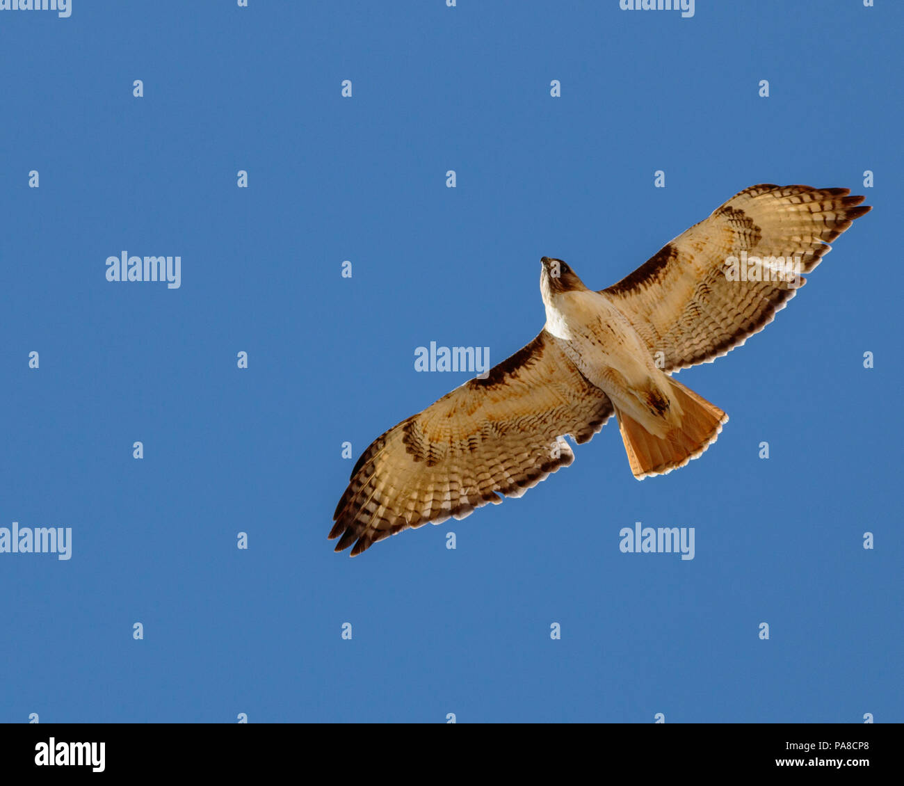 Red tailed hawk svettanti contro il cielo senza nuvole visualizzando le sue piume Foto Stock