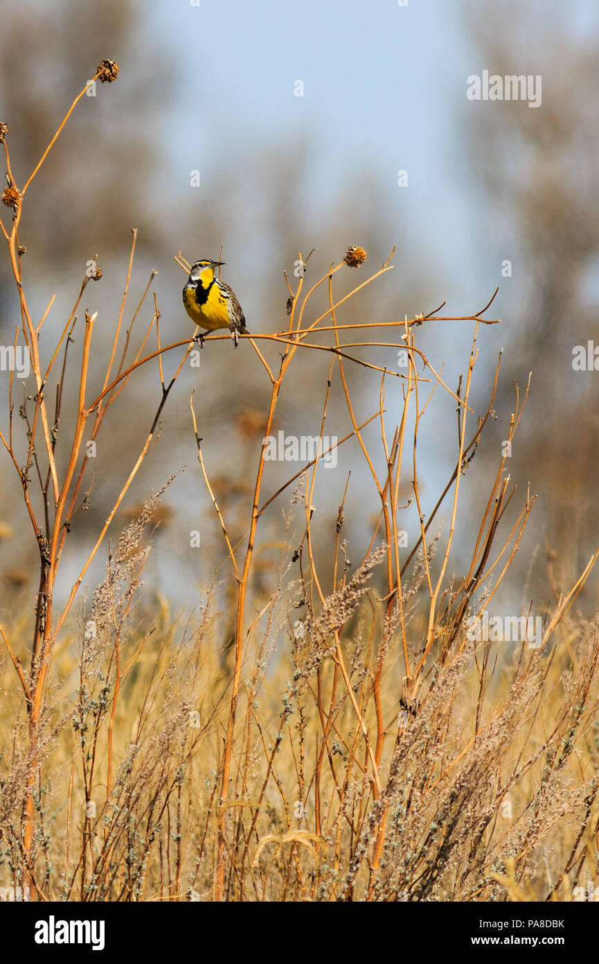 Eastern Meadowlark guardando a sinistra su sun flower levetta in Prato Foto Stock