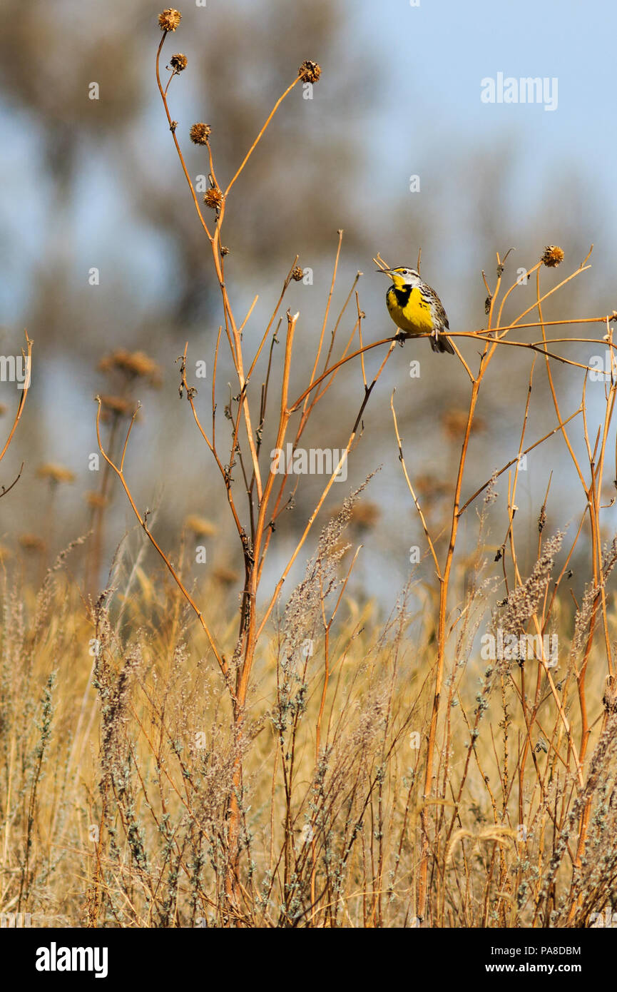 Eastern Meadowlark lato sinistro profilo appollaiato su un sun flower levetta Foto Stock