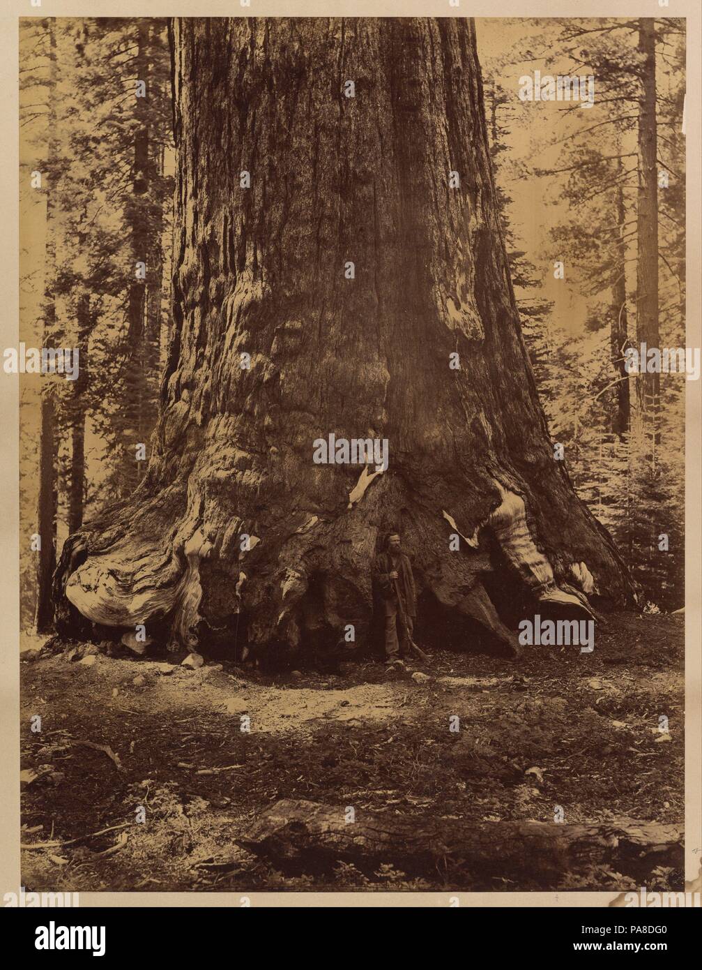 Sezione del Grizzly Giant con Galen Clark, Mariposa Grove, il Parco Nazionale di Yosemite. Artista: Carleton E. Watkins (American, 1829-1916). Dimensioni: Immagine: 20 5/8 × 15 11/16 in. (52,4 × 39,8 cm) foglio: 23 13/16 × 19 1/16 in. (60,5 × 48,4 cm). Data: 1865-66. Museo: Metropolitan Museum of Art di New York, Stati Uniti d'America. Foto Stock