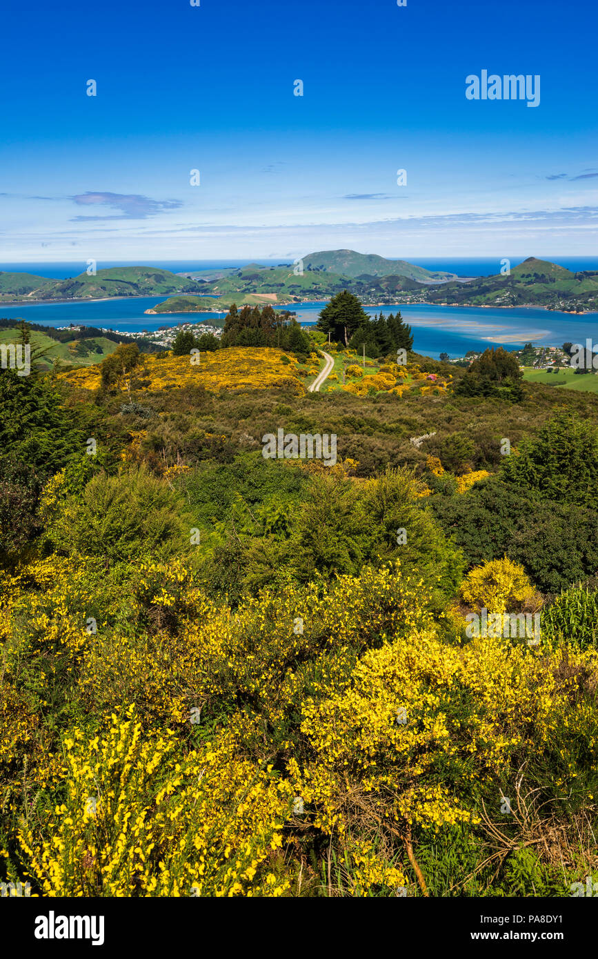 Penisola di Otago e il porto dal Monte Cargill, Otago, Isola del Sud, Nuova Zelanda Foto Stock