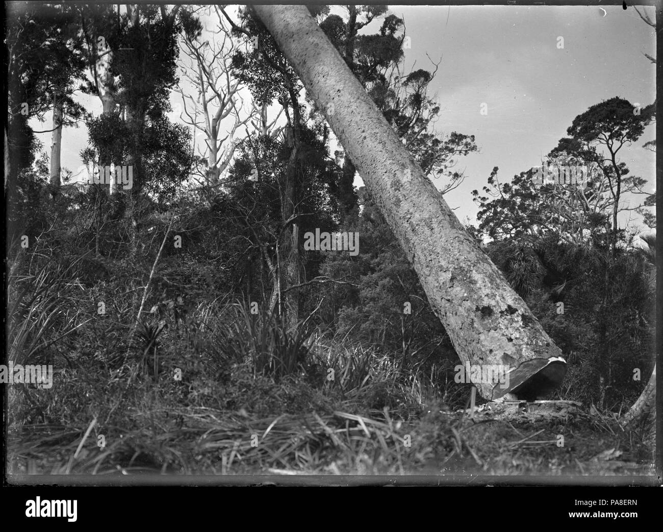 78 La caduta di alberi kauri. ATLIB 283165 Foto Stock