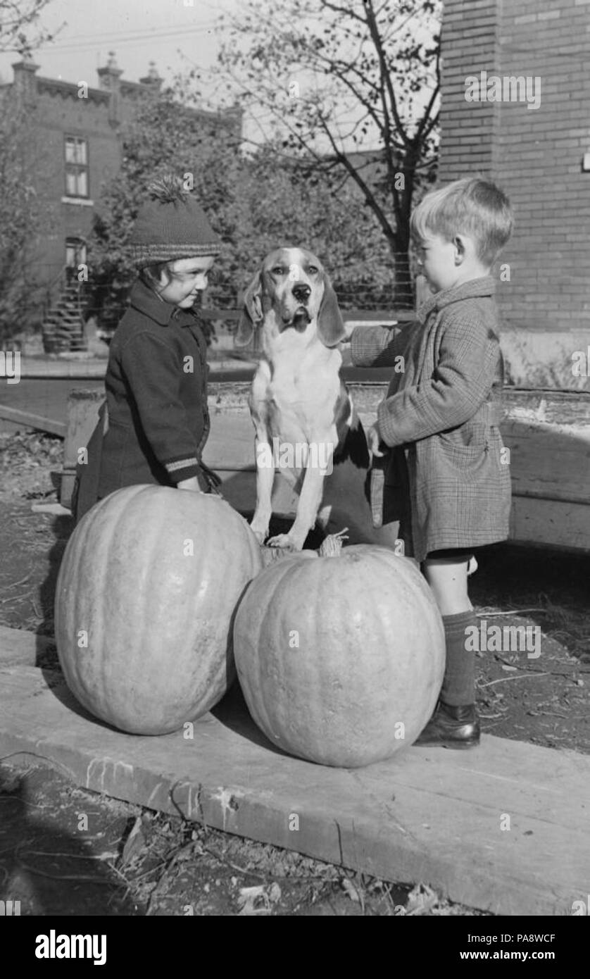 110 Halloween. Grande zucca a Verdun BAnQ P48S1P03890 Foto Stock