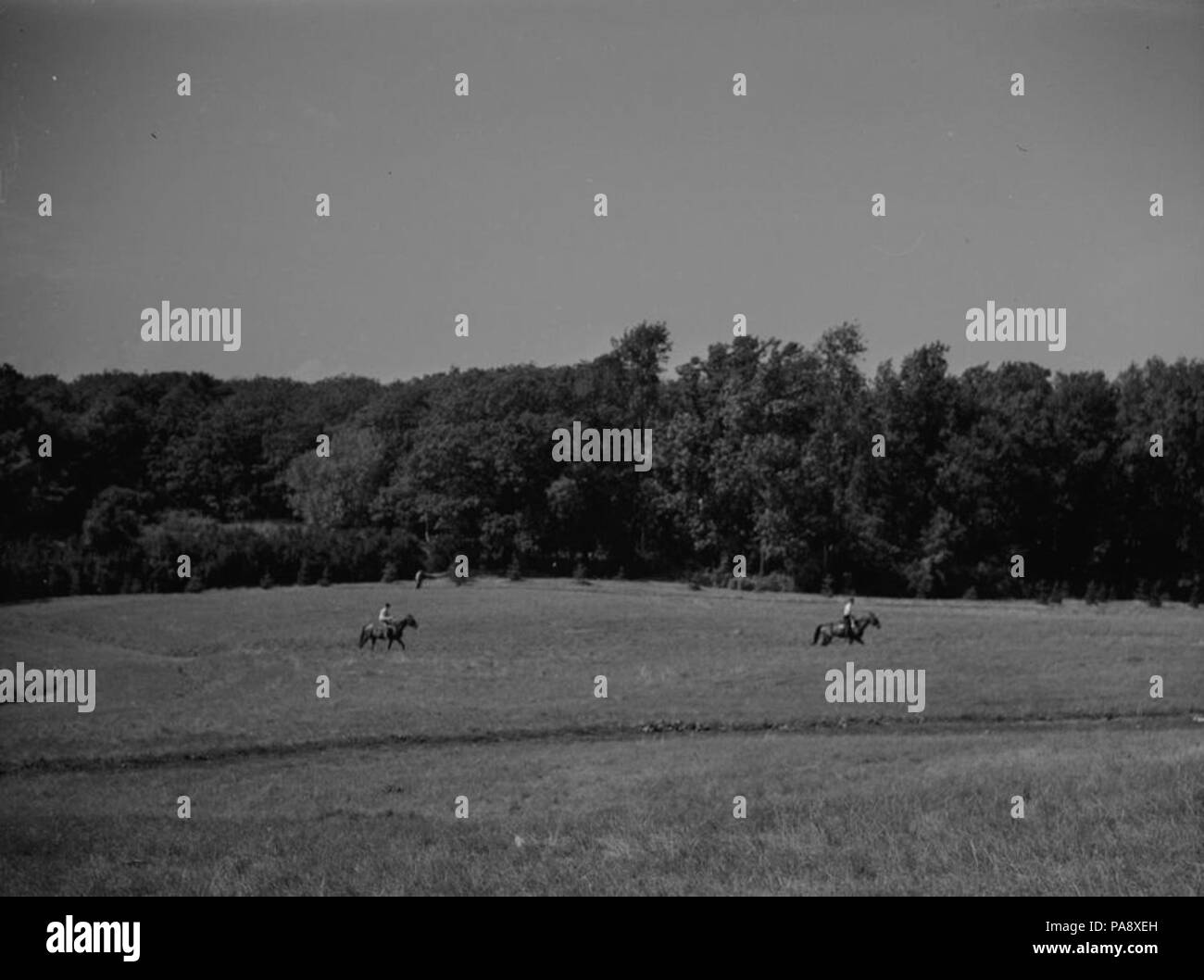 115 cavalli. Cavalli su Mt. Royal BAnQ P48S1P12167 Foto Stock