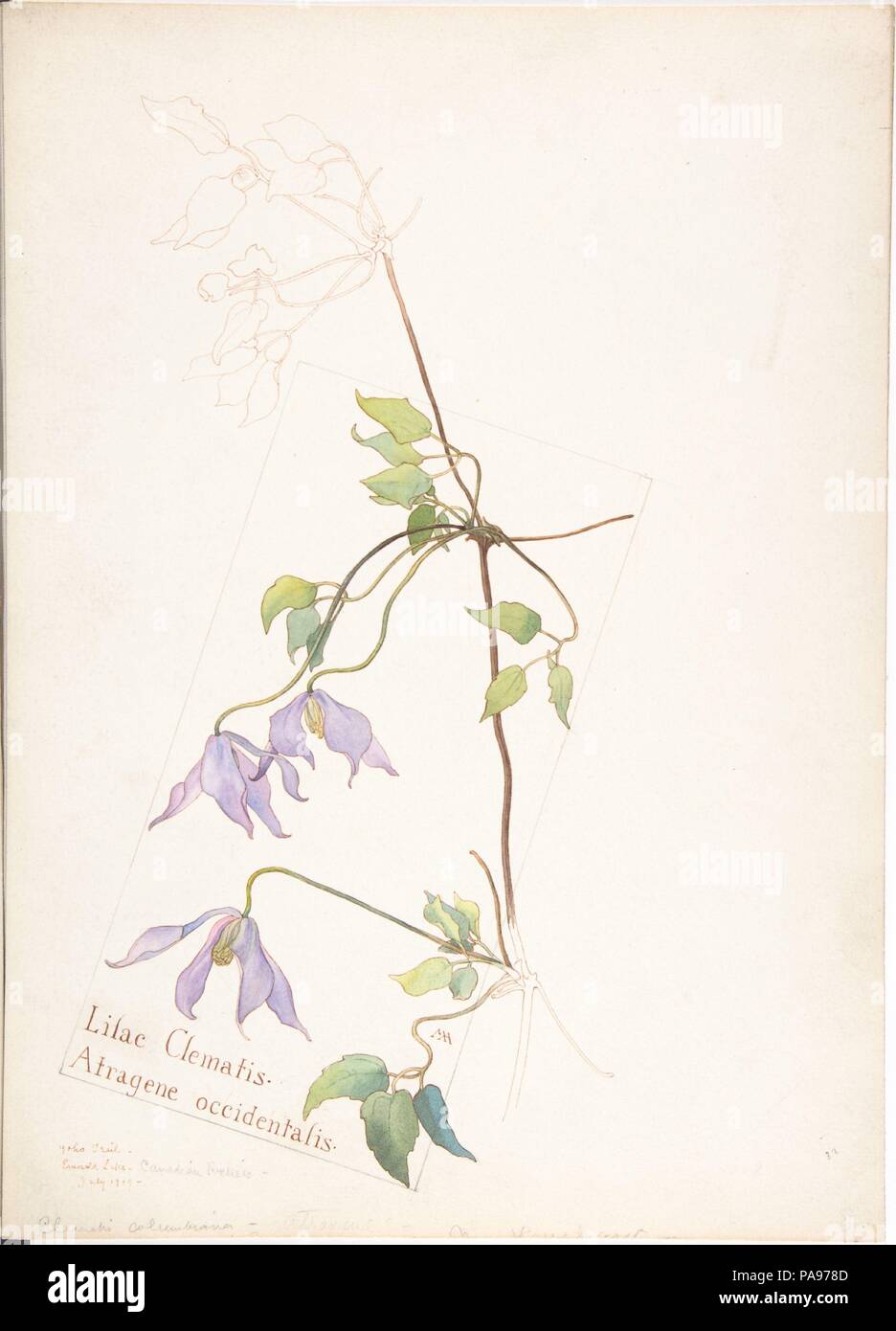 Clematide lilla, Atragene occidentalis. Artista: Margaret Neilson Armstrong (American, New York 1867-1944 New York). Dimensioni: foglio: 13 11/16 x 9 15/16 in. (34,8 x 25,2 cm). Data: Luglio 1909. Museo: Metropolitan Museum of Art di New York, Stati Uniti d'America. Foto Stock