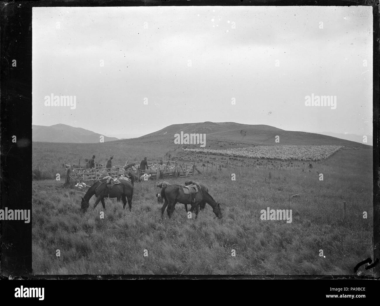 179 raduno e della redazione di ovini a Mendip Hills pecore esegui. ATLIB 287982 Foto Stock