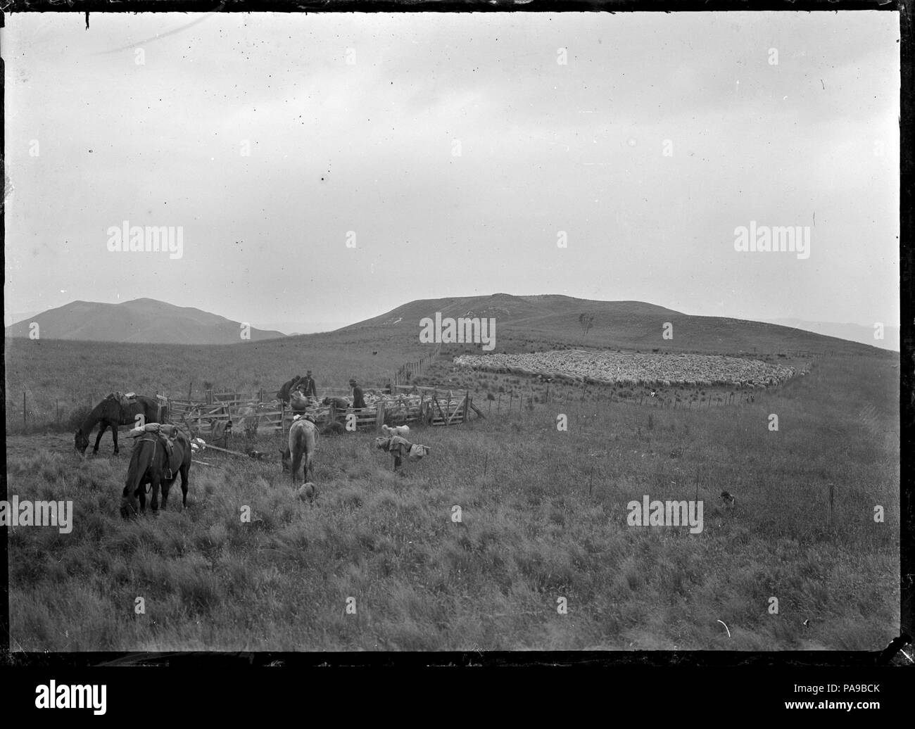 179 raduno e della redazione di ovini a Mendip Hills pecore esegui. ATLIB 287974 Foto Stock