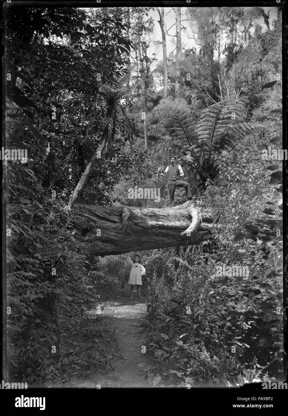 181 la macchia nativa a Korokoro, con Albert Percy Godber in piedi su un grande tronco di albero che era caduto al di sopra della pista, e sua figlia Phyllis (di 7 anni) in piedi al di sotto. A Korokoro, 27 dicembre 1910. ATLIB 282997 Foto Stock